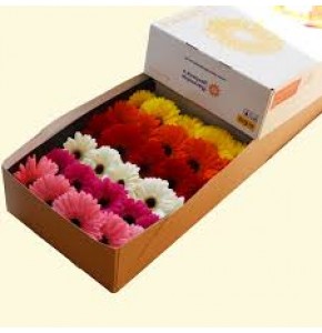 ΖΕΡΜΒΕΡΑ ΕΛΛΗΝΙΚΗ χ 25 GERBERA GR MIX ΕΛΛΗΝΙΚΗ